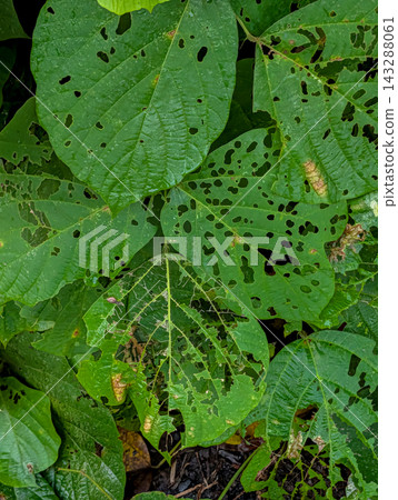 A photographic image for plant observation, showing green leaves and veins riddled with holes of various sizes caused by insect damage. A photographic image for plant observation, showing green leaves and veins riddled with holes of various sizes caused by insect damage. 143288061