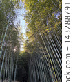 京都嵐山：竹林景觀 143288791