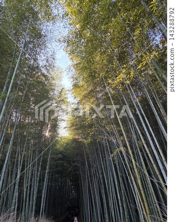 京都嵐山竹林步道 143288792