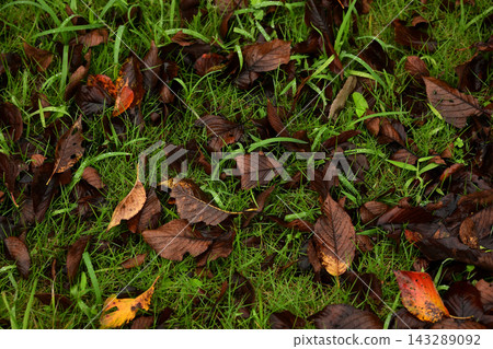 Cherry leaves that have withered and fallen to the ground Cherry leaves that have withered and fallen to the ground 143289092