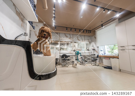 A cute poodle takes a bath in a grooming salon. A cute poodle takes a bath in a grooming salon. 143289167
