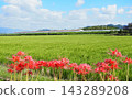 Spider lilies and One Piece Shinkansen 143289208