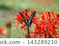 Higanki flower and swallowtail butterfly 143289210