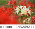 Cluster amaryllis 143289211