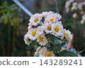 Overlapping flowers Overlapping flowers 143289241
