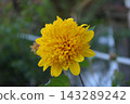 Yellow chrysanthemum Yellow chrysanthemum 143289242