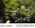 Drainage channels in farmland and grass growth Drainage channels in farmland and grass growth 143289244