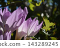The texture of the petals, translucent in natural light. The texture of the petals, translucent in natural light. 143289245