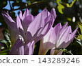 Colchicum blooming in the autumn light Colchicum blooming in the autumn light 143289246