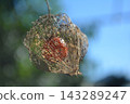 Lace of withered Chinese lanterns and red berries Lace of withered Chinese lanterns and red berries 143289247