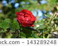 A red rose A red rose 143289248