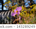 A single cosmos blooming in a cosmos field A single cosmos blooming in a cosmos field 143289249