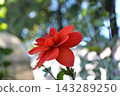 Close-up of a vibrant red flower Close-up of a vibrant red flower 143289250