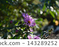 Pink flowers that are eminently illuminated in the morning sun and are lively Pink flowers that are eminently illuminated in the morning sun and are lively 143289252