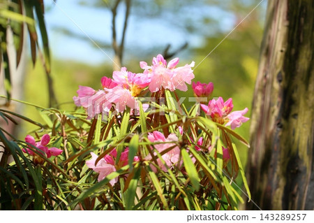 橫濱可愛的杜鵑花 橫濱可愛的杜鵑花 143289257