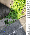 A single blue morning glory flower spilling onto the road 143289270