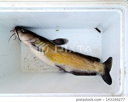 在荒川捕獲的美洲鯰魚 在荒川捕獲的美洲鯰魚 143289277
