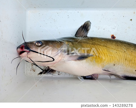 在荒川捕獲的美洲鯰魚 在荒川捕獲的美洲鯰魚 143289278