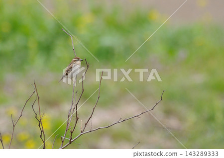 A tree sparrow perched on a branch A tree sparrow perched on a branch 143289333