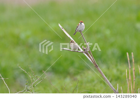 A tree sparrow perched on a branch A tree sparrow perched on a branch 143289340