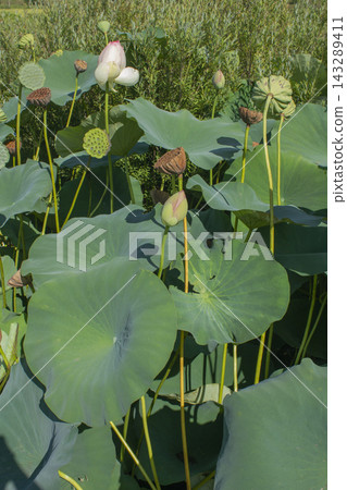 It is a lotus bud in midsummer. It is a lotus bud in midsummer. 143289411
