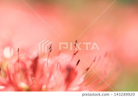 秋季花卉:紅蜘蛛百合 秋季花卉:紅蜘蛛百合 143289920