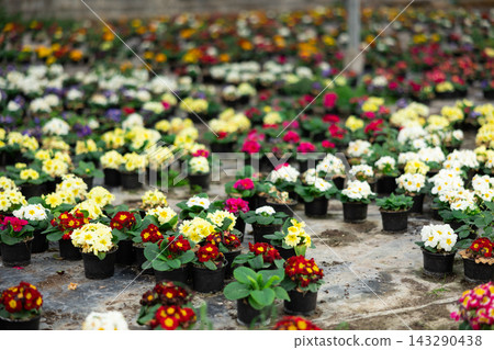 Young woman worker sitting down and looking to the pot of primrose in greenhouse Young woman worker sitting down and looking to the pot of primrose in greenhouse 143290438