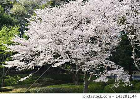 Sakura and pond at Hanajima Park Sakura and pond at Hanajima Park 143291144