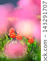 Pink tulips, a spring scene Pink tulips, a spring scene 143291707
