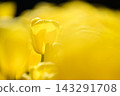 Yellow tulips, a spring scene Yellow tulips, a spring scene 143291708