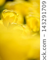 Yellow tulips, a spring scene Yellow tulips, a spring scene 143291709