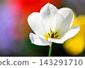 White tulips, a spring scene White tulips, a spring scene 143291710
