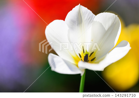 White tulips, a spring scene White tulips, a spring scene 143291710