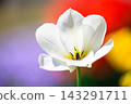 White tulips, a spring scene White tulips, a spring scene 143291711