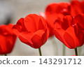 Red tulips, a spring scene Red tulips, a spring scene 143291712