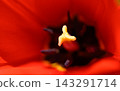 Red tulips, a spring scene Red tulips, a spring scene 143291714