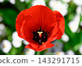 Red tulips, a spring scene Red tulips, a spring scene 143291715