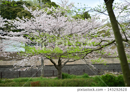 櫻花和花島公園的池塘 櫻花和花島公園的池塘 143292628
