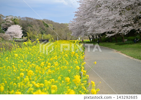 Cherry blossoms and rape blossoms at Hanajima Park Cherry blossoms and rape blossoms at Hanajima Park 143292685