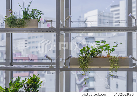 Plants and planters lined up on the shelf by the window Plants and planters lined up on the shelf by the window 143292956