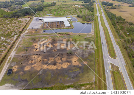 Aerial view of feed yard with meat cows. Feeding of cattle on farm feedlot Aerial view of feed yard with meat cows. Feeding of cattle on farm feedlot 143293074