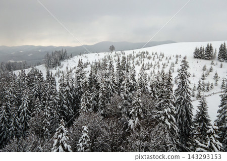 Aerial foggy landscape with evergreen pine trees covered with fresh fallen snow after heavy snowfall in winter mountain forest on cold quiet evening. Aerial foggy landscape with evergreen pine trees covered with fresh fallen snow after heavy snowfall in winter mountain forest on cold quiet evening. 143293153
