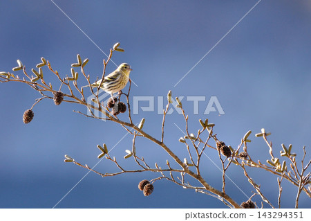 A siskin came to eat the seeds of the Japanese alder tree. A siskin came to eat the seeds of the Japanese alder tree. 143294351