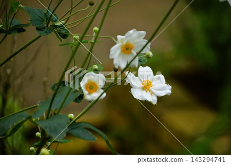 Japanese anemone 5 Japanese anemone 5 143294741