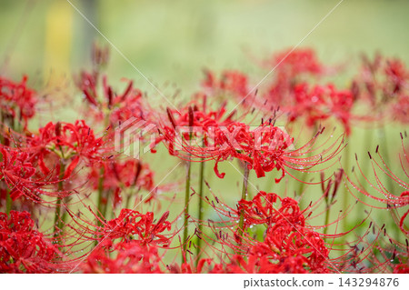 Spider lilies blooming along the approach to Kosaba Hachimangu Shrine in the rain. Spider lilies blooming along the approach to Kosaba Hachimangu Shrine in the rain. 143294876