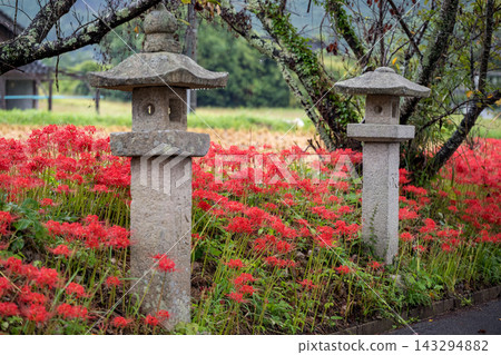 雨中，通往小葉八幡宮的路上盛開著蜘蛛百合。 143294882