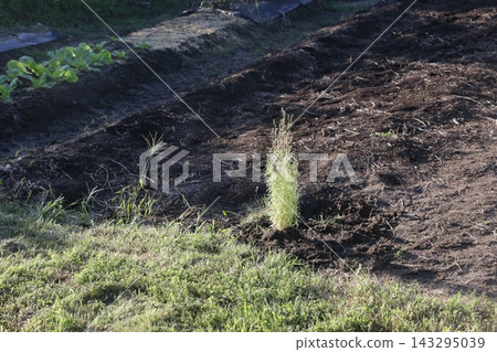 田間種植的地膚草作為標記 田間種植的地膚草作為標記 143295039