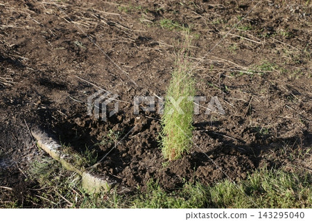 田間種植的地膚草作為標記 田間種植的地膚草作為標記 143295040