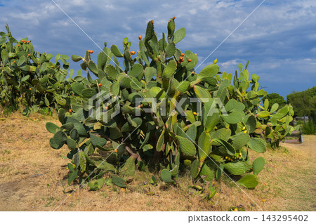 Prickly pear cactus with green pads, desert succulent plant Prickly pear cactus with green pads, desert succulent plant 143295402