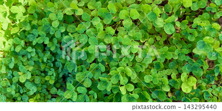 A background texture of vibrant green clover (white clover) that fills the entire screen. A background texture of vibrant green clover (white clover) that fills the entire screen. 143295440